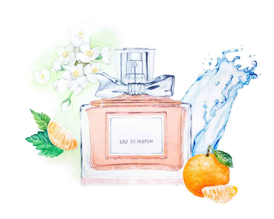 Watercolor illustration of Perfume with ingredients: tangerine, patchouli, Jasmine. Aroma composition illustrated.