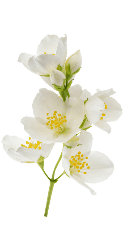 flower-2