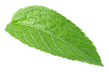 one-mint
